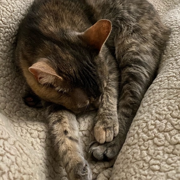 Meet your Posher, CherVenus Sunshine & Hudson - Picture 7 of 10